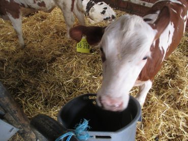 Besuch auf dem Bauernhof
